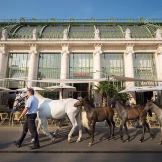 Brasserie Palmenhaus Wien, photo 4