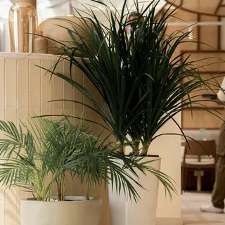 Society Dubai - Restaurant In Jumeirah 1, photo 4